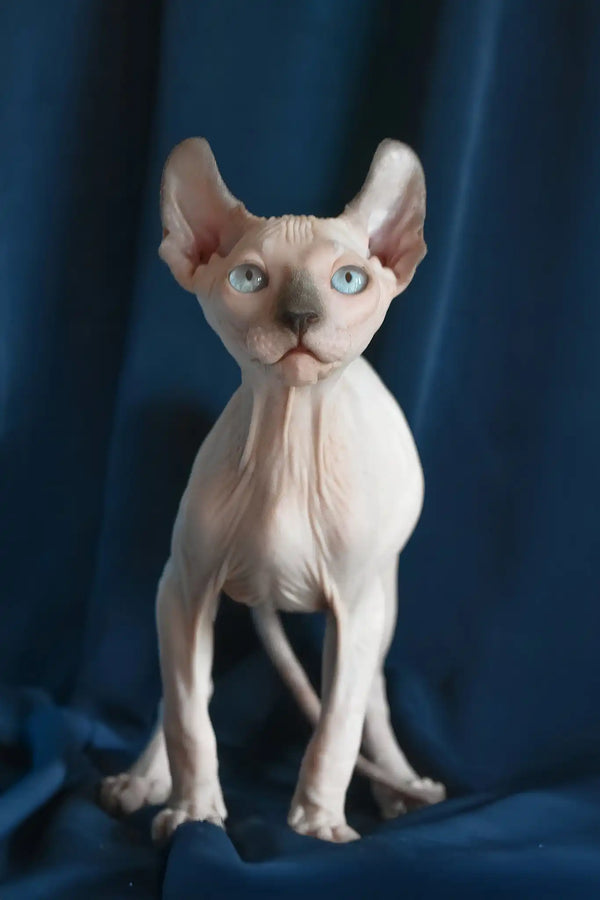 Tihon | elf sphynx kitten