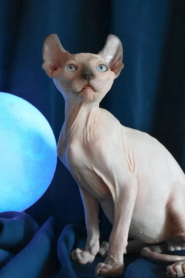Tihon | elf sphynx kitten