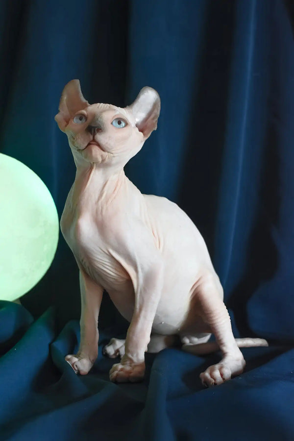 Tihon | elf sphynx kitten