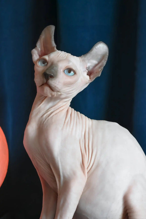 Tihon | elf sphynx kitten