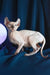 Tihon | elf sphynx kitten
