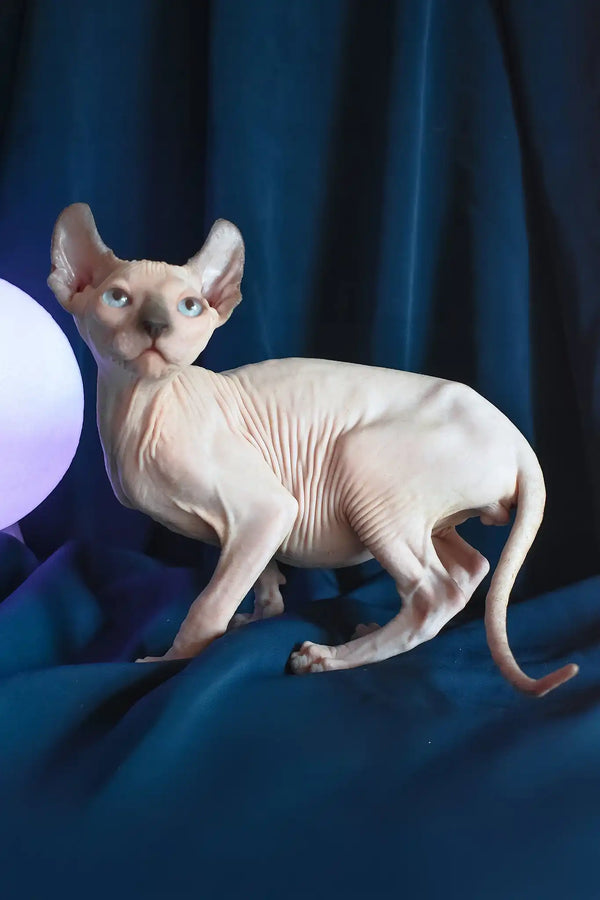 Tihon | elf sphynx kitten