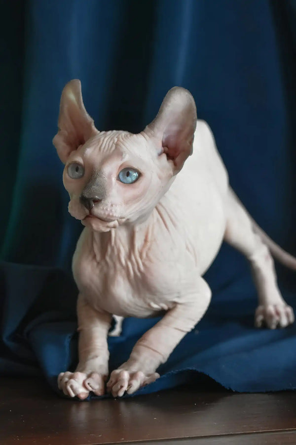 Tihon | elf sphynx kitten