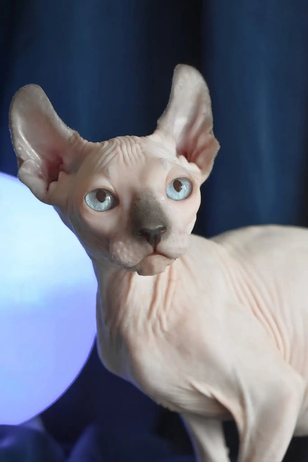 Tihon | elf sphynx kitten