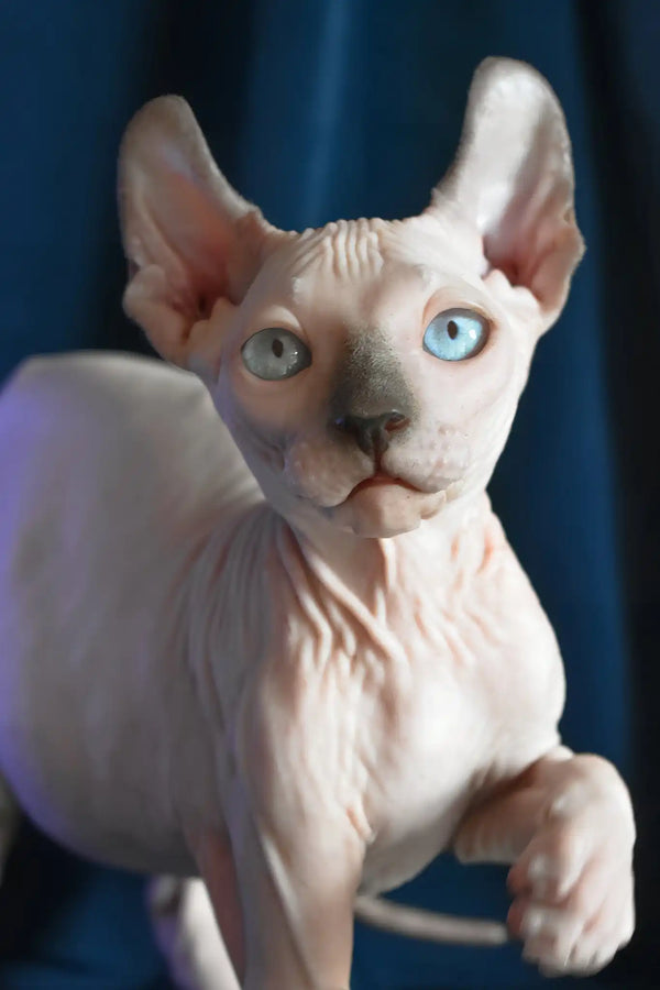 Tihon | elf sphynx kitten