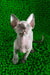 Tilda | canadian sphynx kitten