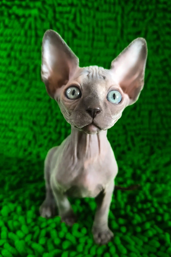 Tilda | canadian sphynx kitten