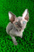 Tilda | canadian sphynx kitten