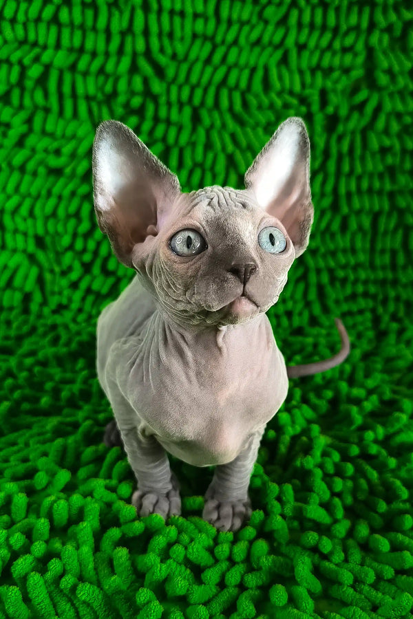Tilda | canadian sphynx kitten