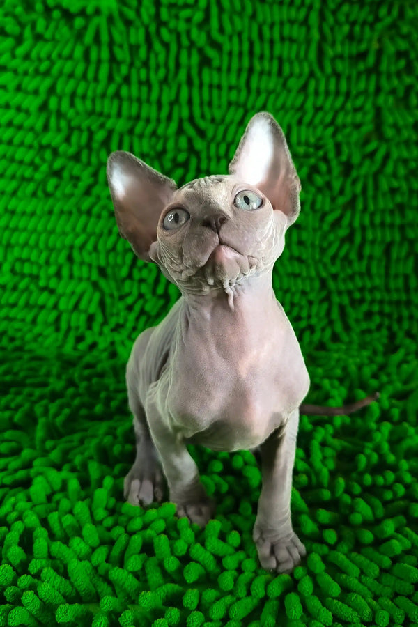 Tilda | canadian sphynx kitten