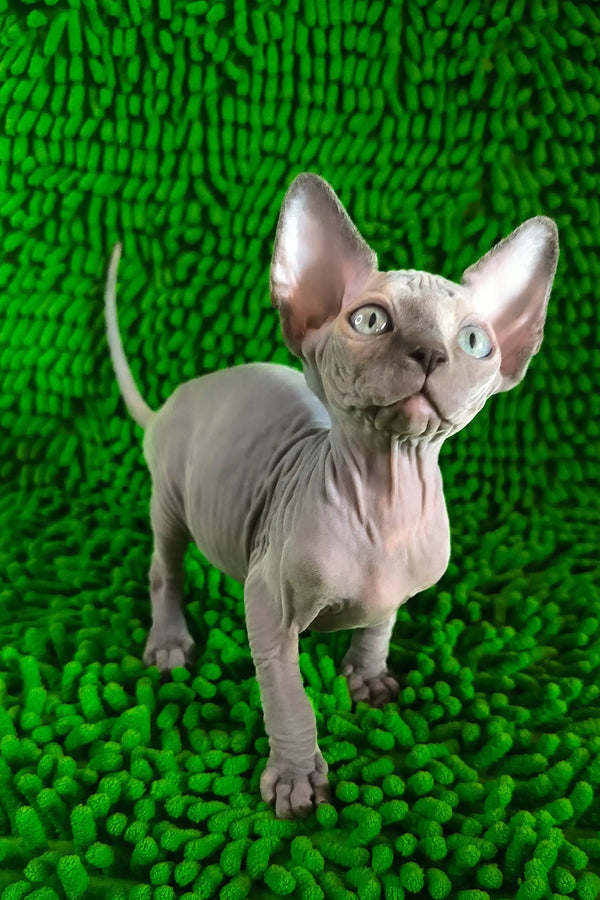 Tilda | canadian sphynx kitten