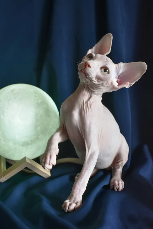 Tim | canadian sphynx kitten