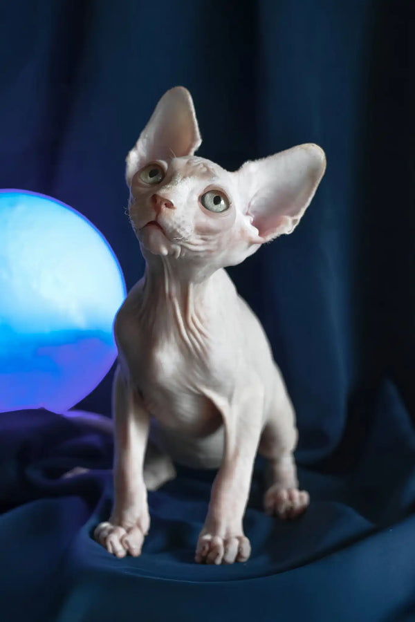 Tim | canadian sphynx kitten