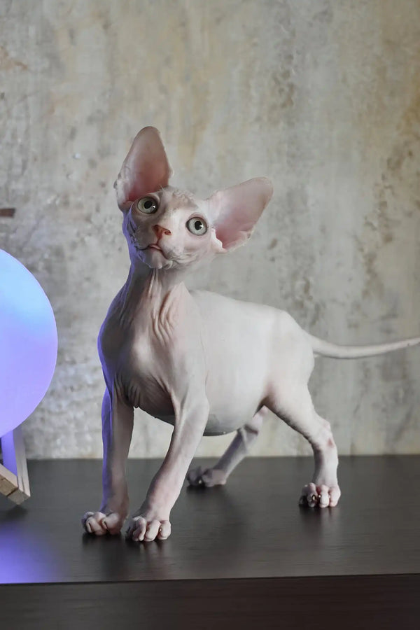 Tim | canadian sphynx kitten