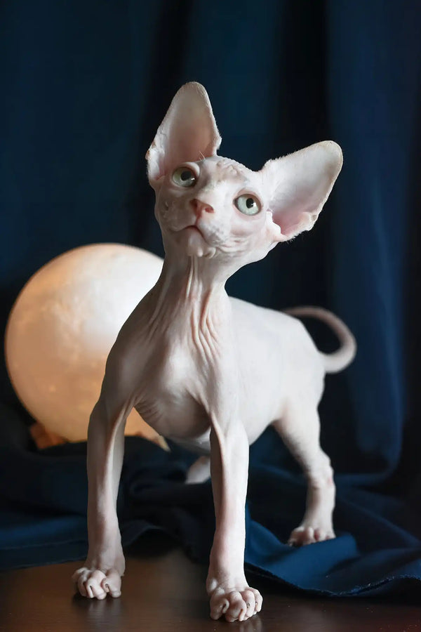 Tim | canadian sphynx kitten