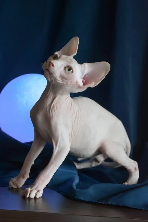 Tim | canadian sphynx kitten