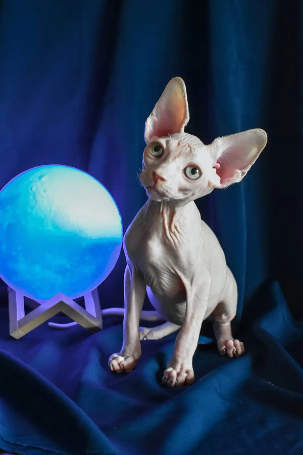 Tim | canadian sphynx kitten