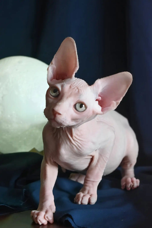 Tim | canadian sphynx kitten