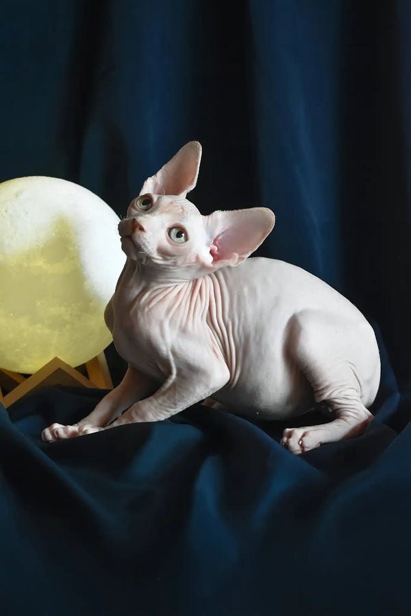 Tim | canadian sphynx kitten