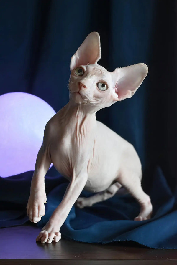 Tim | canadian sphynx kitten