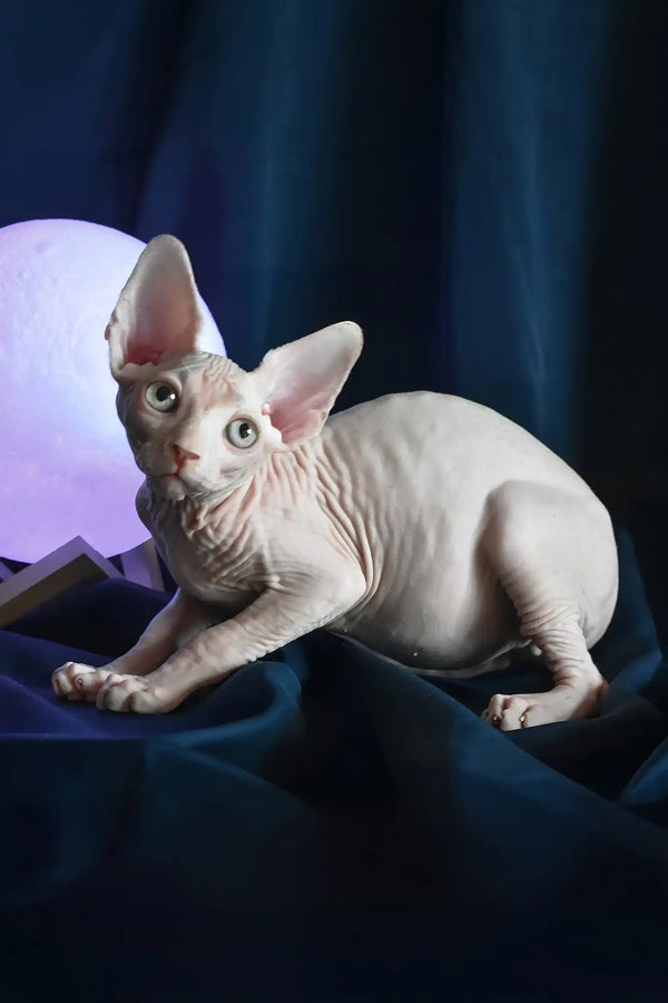 Tim | canadian sphynx kitten