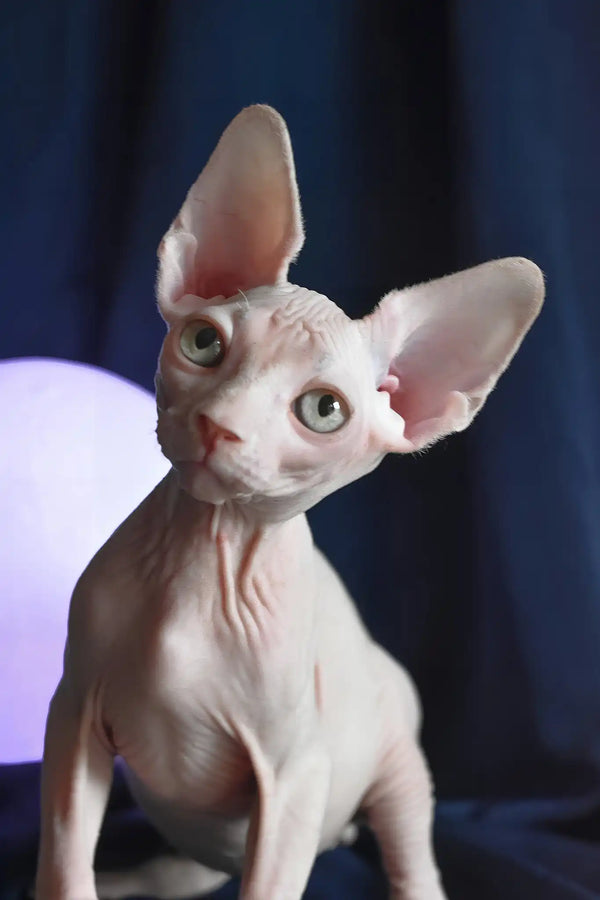 Tim | canadian sphynx kitten