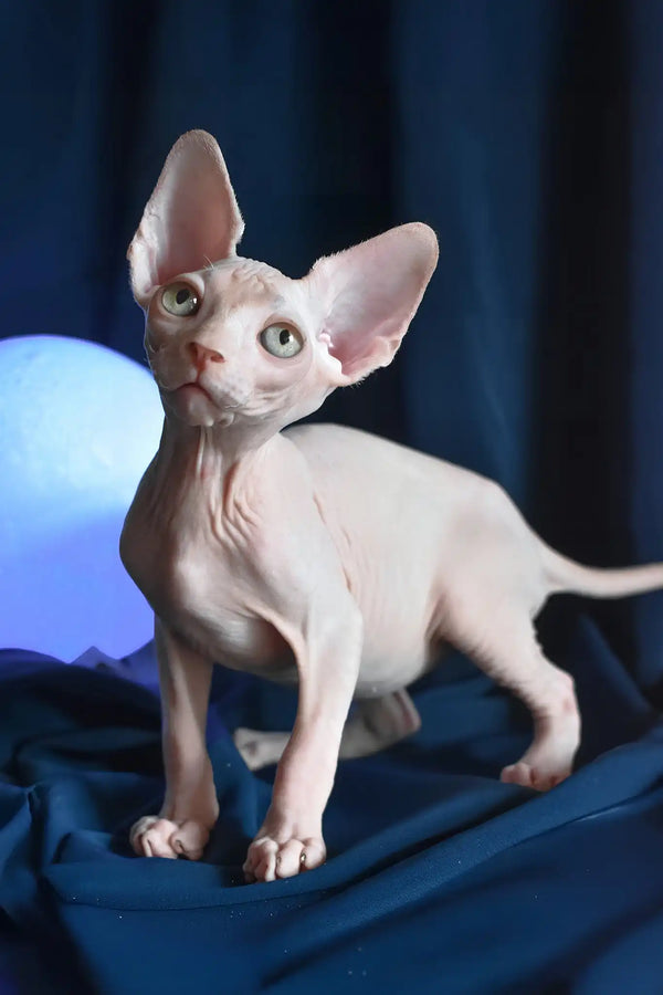 Tim | canadian sphynx kitten