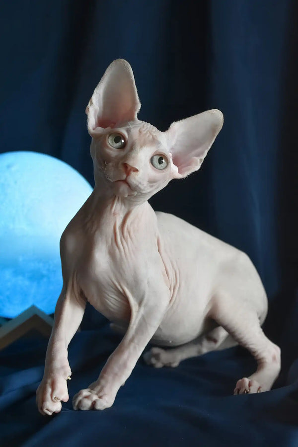 Tim | canadian sphynx kitten