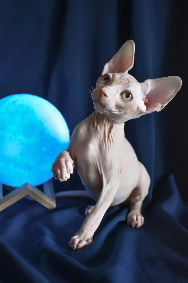 Tim | canadian sphynx kitten