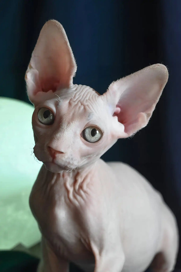 Tim | canadian sphynx kitten