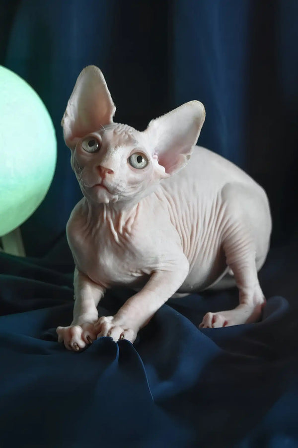 Tim | canadian sphynx kitten