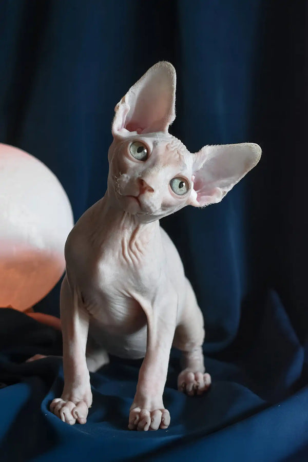 Tim | canadian sphynx kitten