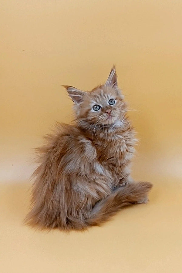 Fluffy Maine Coon kitten named Tim with blue eyes sitting upright