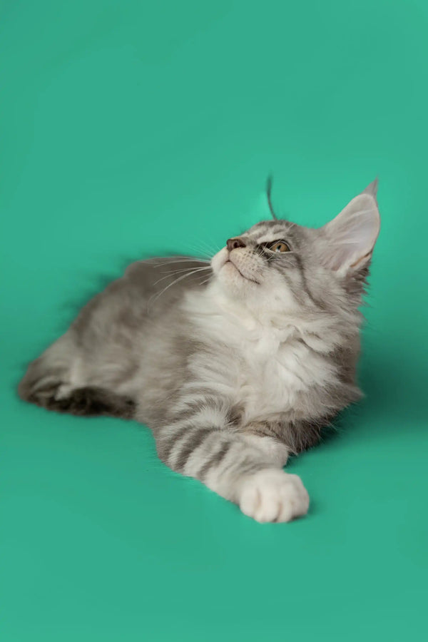Gray and white striped Maine Coon kitten lying down and looking up adorably