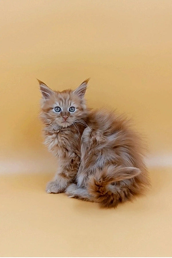 Fluffy gray Maine Coon kitten with bright blue eyes on a plain backdrop