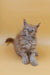 Fluffy light brown Maine Coon kitten with bright blue eyes sitting upright