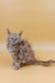 Fluffy gray Maine Coon kitten with bright blue eyes sitting upright and looking adorable