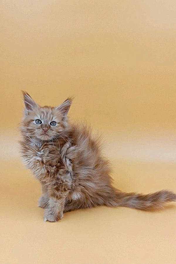 Fluffy gray Maine Coon kitten with bright blue eyes sitting upright and looking adorable