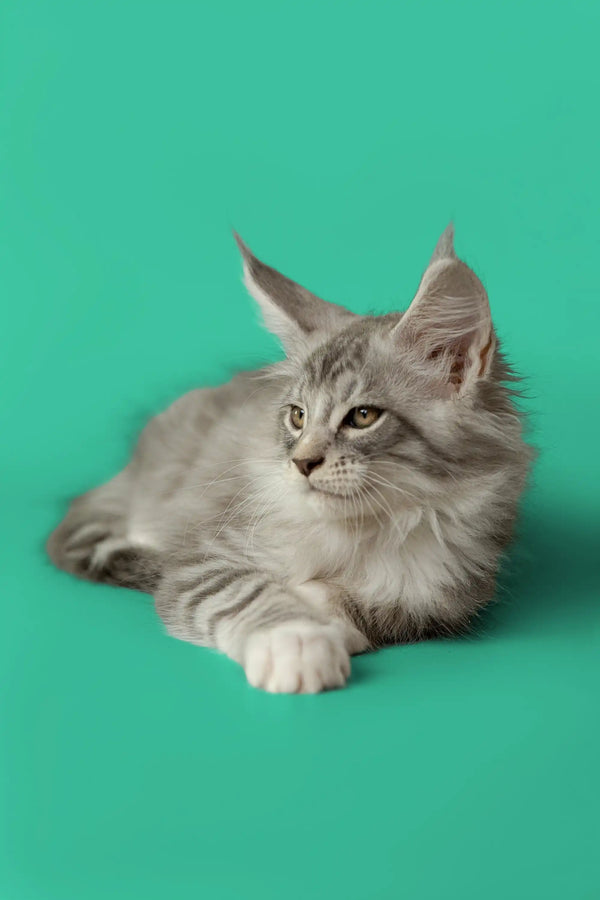 Gray and white Maine Coon kitten with pointed ears, perfect for any cat lover