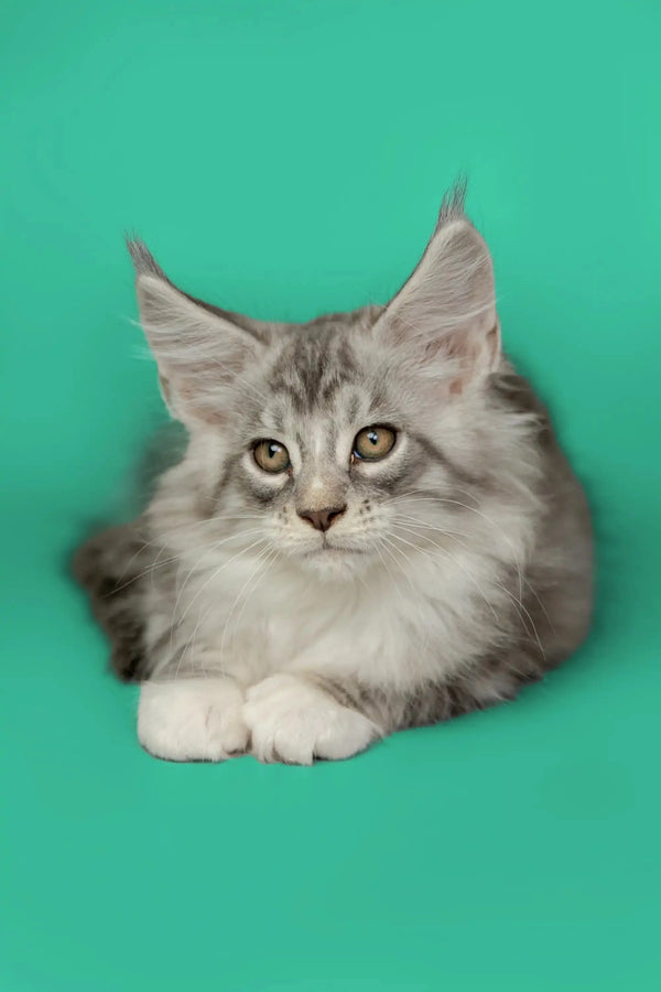 Fluffy gray and white Maine Coon kitten with pointed ears and alert eyes