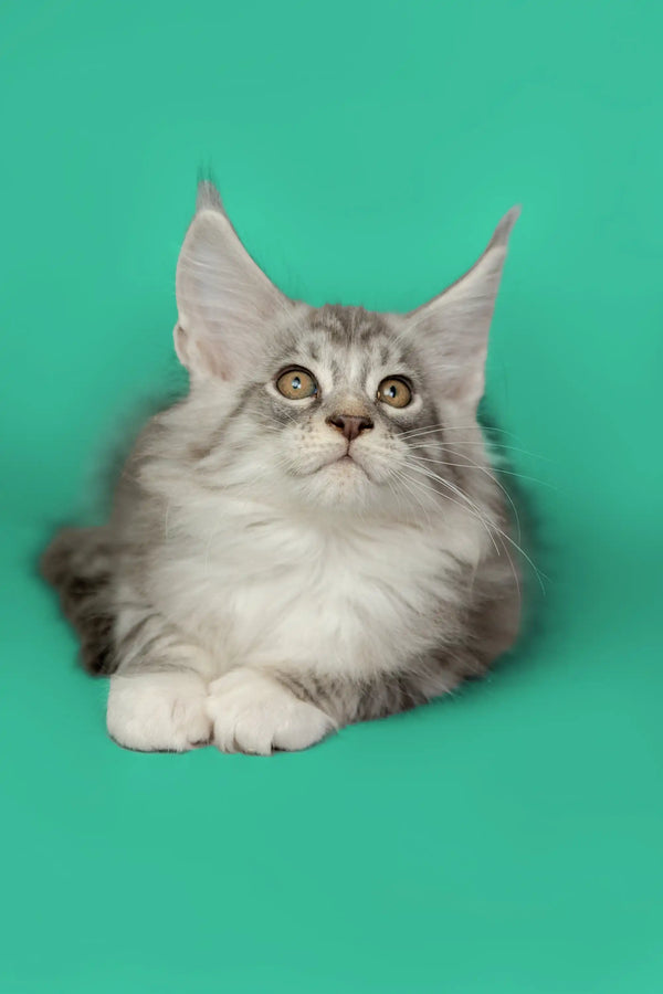 Fluffy gray and white Maine Coon kitten with ear tufts from Tim Maine Coon Kitten
