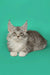 Gray and white Maine Coon kitten with ear tufts perfect for cuddles and playtime