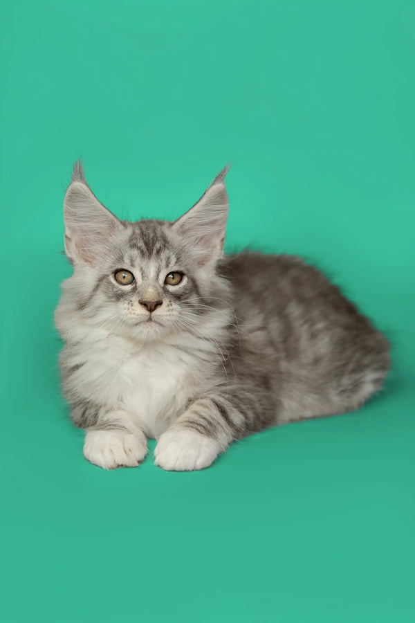 Gray and white Maine Coon kitten with ear tufts perfect for cuddles and playtime