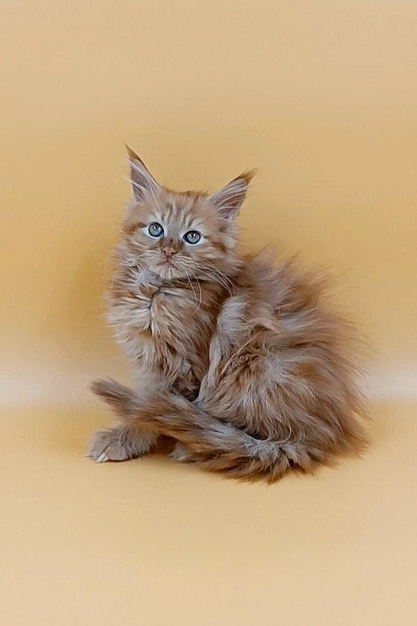 Fluffy gray Maine Coon kitten with bright blue eyes sitting upright cutely