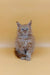 Fluffy gray Maine Coon kitten Tim with bright blue eyes sitting upright