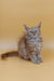 Fluffy gray Persian kitten sitting upright, a cute Maine Coon kitten ready for fun