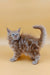 Fluffy gray Maine Coon kitten with raised tail, showcasing its adorable charm