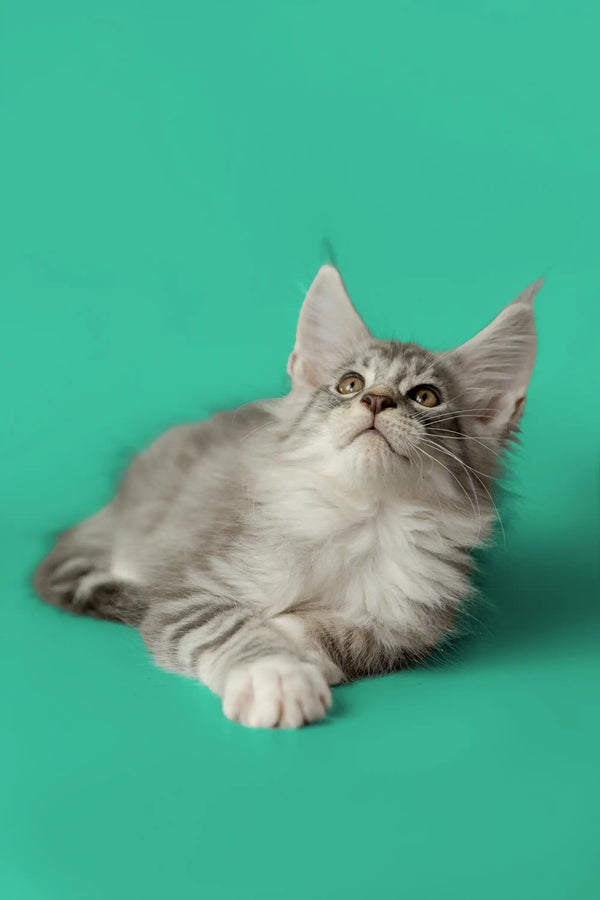 Gray fluffy Maine Coon kitten with alert eyes and perked ears, super adorable