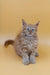 Fluffy gray Maine Coon kitten Tim with bright blue eyes sitting upright