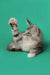 Gray and white Maine Coon kitten playfully raising one paw
